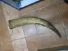 Straight  horn Coro
